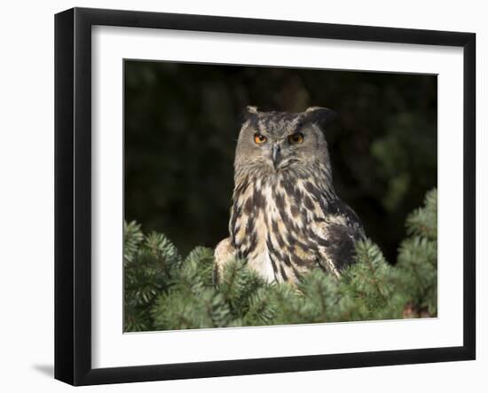 European Eagle Owl, Bubo Bubo, Female, Captive, World Owl Trust, Muncaster Castle, Cumbria-Steve & Ann Toon-Framed Photographic Print
