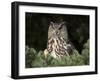 European Eagle Owl, Bubo Bubo, Female, Captive, World Owl Trust, Muncaster Castle, Cumbria-Steve & Ann Toon-Framed Photographic Print