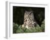 European Eagle Owl, Bubo Bubo, Female, Captive, World Owl Trust, Muncaster Castle, Cumbria-Steve & Ann Toon-Framed Photographic Print