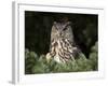 European Eagle Owl, Bubo Bubo, Female, Captive, World Owl Trust, Muncaster Castle, Cumbria-Steve & Ann Toon-Framed Photographic Print