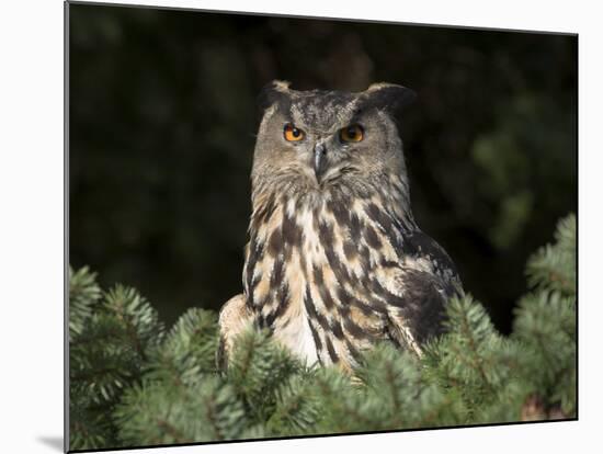 European Eagle Owl, Bubo Bubo, Female, Captive, World Owl Trust, Muncaster Castle, Cumbria-Steve & Ann Toon-Mounted Photographic Print