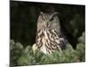 European Eagle Owl, Bubo Bubo, Female, Captive, World Owl Trust, Muncaster Castle, Cumbria-Steve & Ann Toon-Mounted Photographic Print