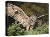 European Eagle Owl, Bubo Bubo, Female, Captive, World Owl Trust, Muncaster Castle, Cumbria-Steve & Ann Toon-Stretched Canvas