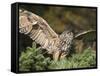 European Eagle Owl, Bubo Bubo, Female, Captive, World Owl Trust, Muncaster Castle, Cumbria-Steve & Ann Toon-Framed Stretched Canvas