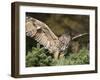 European Eagle Owl, Bubo Bubo, Female, Captive, World Owl Trust, Muncaster Castle, Cumbria-Steve & Ann Toon-Framed Photographic Print