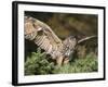 European Eagle Owl, Bubo Bubo, Female, Captive, World Owl Trust, Muncaster Castle, Cumbria-Steve & Ann Toon-Framed Photographic Print