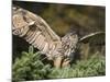 European Eagle Owl, Bubo Bubo, Female, Captive, World Owl Trust, Muncaster Castle, Cumbria-Steve & Ann Toon-Mounted Photographic Print
