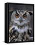 European Eagle Owl (Bubo Bubo), New Forest Owl Sanctuary, England, United Kingdom-Lousie Murray-Framed Stretched Canvas
