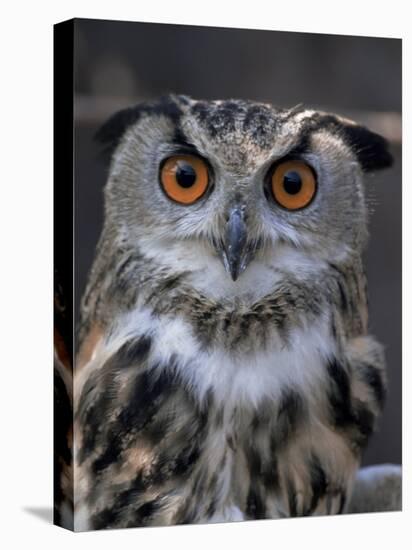 European Eagle Owl (Bubo Bubo), New Forest Owl Sanctuary, England, United Kingdom-Lousie Murray-Stretched Canvas