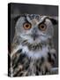 European Eagle Owl (Bubo Bubo), New Forest Owl Sanctuary, England, United Kingdom-Lousie Murray-Stretched Canvas