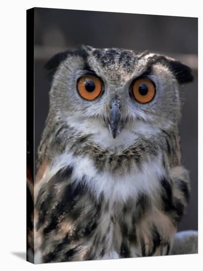 European Eagle Owl (Bubo Bubo), New Forest Owl Sanctuary, England, United Kingdom-Lousie Murray-Stretched Canvas