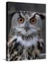 European Eagle Owl (Bubo Bubo), New Forest Owl Sanctuary, England, United Kingdom-Lousie Murray-Stretched Canvas