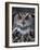 European Eagle Owl (Bubo Bubo), New Forest Owl Sanctuary, England, United Kingdom-Lousie Murray-Framed Photographic Print