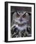 European Eagle Owl (Bubo Bubo), New Forest Owl Sanctuary, England, United Kingdom-Lousie Murray-Framed Photographic Print