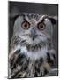 European Eagle Owl (Bubo Bubo), New Forest Owl Sanctuary, England, United Kingdom-Lousie Murray-Mounted Photographic Print