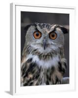 European Eagle Owl (Bubo Bubo), New Forest Owl Sanctuary, England, United Kingdom-Lousie Murray-Framed Photographic Print