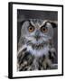 European Eagle Owl (Bubo Bubo), New Forest Owl Sanctuary, England, United Kingdom-Lousie Murray-Framed Photographic Print