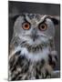 European Eagle Owl (Bubo Bubo), New Forest Owl Sanctuary, England, United Kingdom-Lousie Murray-Mounted Photographic Print