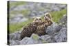 European Eagle Owl Chicks (Bubo Bubo), Captive, United Kingdom, Europe-Ann and Steve Toon-Stretched Canvas