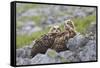 European Eagle Owl Chicks (Bubo Bubo), Captive, United Kingdom, Europe-Ann and Steve Toon-Framed Stretched Canvas