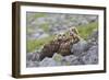 European Eagle Owl Chicks (Bubo Bubo), Captive, United Kingdom, Europe-Ann and Steve Toon-Framed Photographic Print