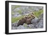 European Eagle Owl Chicks (Bubo Bubo), Captive, United Kingdom, Europe-Ann and Steve Toon-Framed Photographic Print