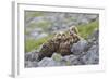 European Eagle Owl Chicks (Bubo Bubo), Captive, United Kingdom, Europe-Ann and Steve Toon-Framed Photographic Print