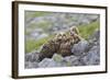 European Eagle Owl Chicks (Bubo Bubo), Captive, United Kingdom, Europe-Ann and Steve Toon-Framed Photographic Print