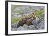 European Eagle Owl Chicks (Bubo Bubo), Captive, United Kingdom, Europe-Ann and Steve Toon-Framed Photographic Print