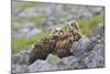 European Eagle Owl Chicks (Bubo Bubo), Captive, United Kingdom, Europe-Ann and Steve Toon-Mounted Photographic Print