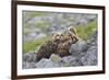 European Eagle Owl Chicks (Bubo Bubo), Captive, United Kingdom, Europe-Ann and Steve Toon-Framed Photographic Print