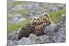 European Eagle Owl Chicks (Bubo Bubo), Captive, United Kingdom, Europe-Ann and Steve Toon-Mounted Photographic Print