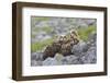 European Eagle Owl Chicks (Bubo Bubo), Captive, United Kingdom, Europe-Ann and Steve Toon-Framed Photographic Print