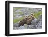 European Eagle Owl Chicks (Bubo Bubo), Captive, United Kingdom, Europe-Ann and Steve Toon-Framed Photographic Print