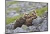 European Eagle Owl Chicks (Bubo Bubo), Captive, United Kingdom, Europe-Ann and Steve Toon-Mounted Photographic Print