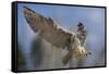 European Eagle Owl In Flight-Linda Wright-Framed Stretched Canvas