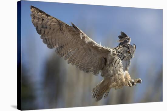 European Eagle Owl In Flight-Linda Wright-Stretched Canvas