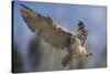 European Eagle Owl In Flight-Linda Wright-Stretched Canvas