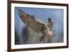 European Eagle Owl In Flight-Linda Wright-Framed Photographic Print