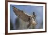 European Eagle Owl In Flight-Linda Wright-Framed Photographic Print