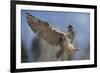 European Eagle Owl In Flight-Linda Wright-Framed Photographic Print