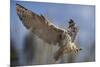 European Eagle Owl In Flight-Linda Wright-Mounted Photographic Print