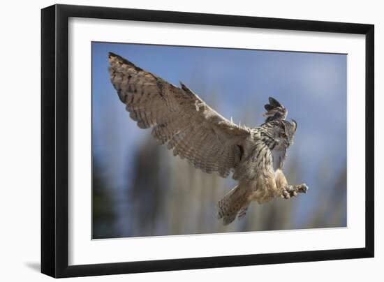 European Eagle Owl In Flight-Linda Wright-Framed Photographic Print