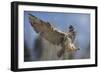 European Eagle Owl In Flight-Linda Wright-Framed Photographic Print