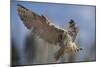 European Eagle Owl In Flight-Linda Wright-Mounted Photographic Print