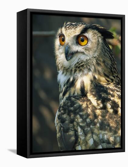 European Eagle Owl, New Forest Owl Sanctuary, Ringwood, Hampshire, England, United Kingdom, Europe-Murray Louise-Framed Stretched Canvas