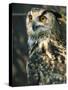 European Eagle Owl, New Forest Owl Sanctuary, Ringwood, Hampshire, England, United Kingdom, Europe-Murray Louise-Stretched Canvas