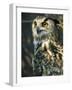 European Eagle Owl, New Forest Owl Sanctuary, Ringwood, Hampshire, England, United Kingdom, Europe-Murray Louise-Framed Photographic Print