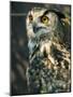European Eagle Owl, New Forest Owl Sanctuary, Ringwood, Hampshire, England, United Kingdom, Europe-Murray Louise-Mounted Photographic Print