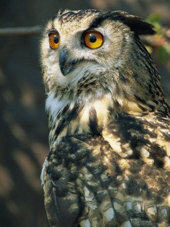 'European Eagle Owl, New Forest Owl Sanctuary, Ringwood, Hampshire